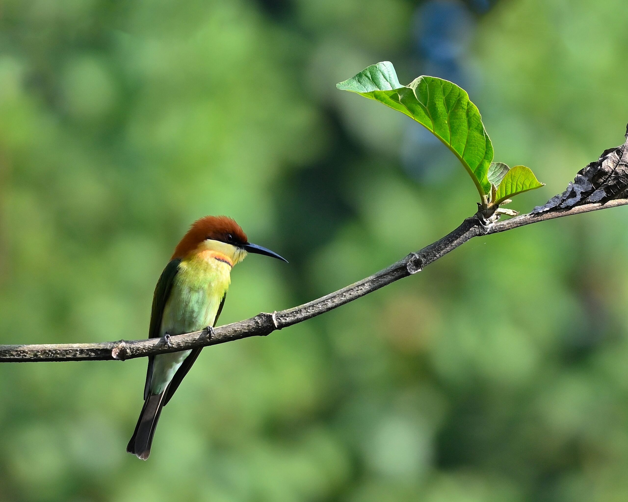 a small colorful bird perched on a tree branch